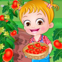  Baby Hazel Tomato Farming